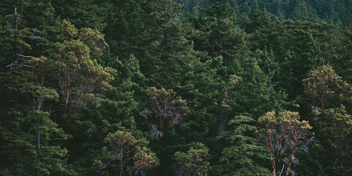 Sustainability banner image - Swedish pine tree forest