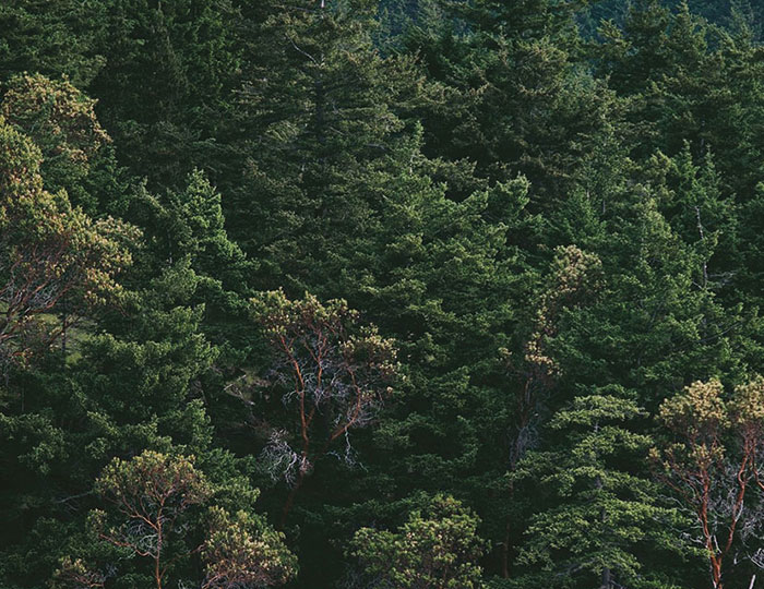 Swedish pine forest image