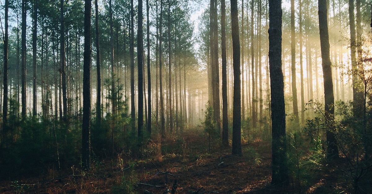 Environment Woods